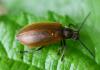 Lagria sp.